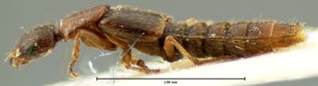 Media type: image;   Entomology 6286 Aspect: habitus lateral view